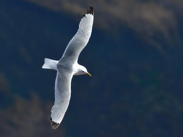 <h3><a href="/trips/helgoland/biota/animalia/chordata/aves/024 charadriiformes/017 laridae/rissa tridactyla/rissa tridactyla-nl.html">Rissa&nbsp;tridactyla</a> / Black‑legged&nbsp;kittiwake / Drieteenmeeuw</h3>NIKON D7100 met AF-S Nikkor 300mm f/2.8G IF-ED VR II, 1/2000 sec  bij F5.6, ISO 200, afstand 44.6&nbsp;m